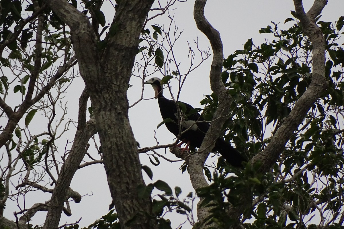 Red-throated Piping-Guan - ML629872069