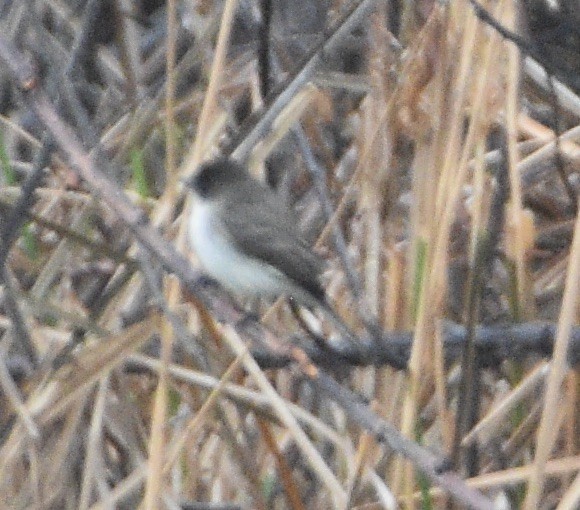 Eastern Phoebe - ML629872385