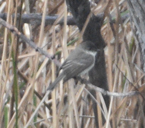 Eastern Phoebe - ML629872401