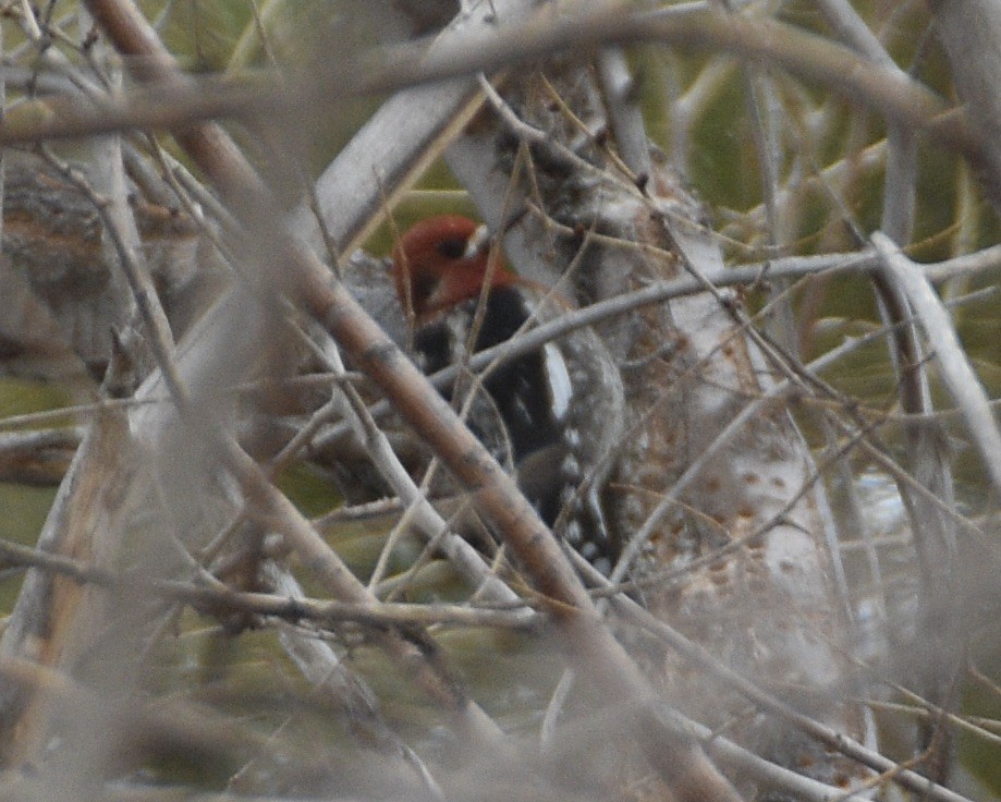 Red-breasted Sapsucker - ML629872471