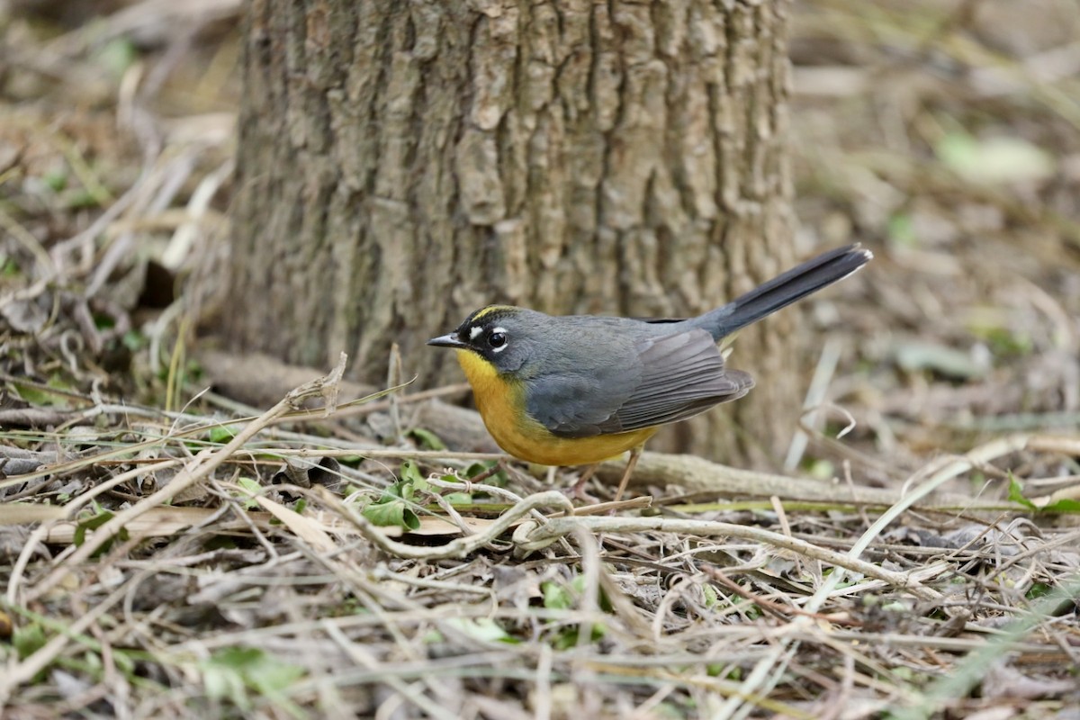 Fan-tailed Warbler - ML629872475
