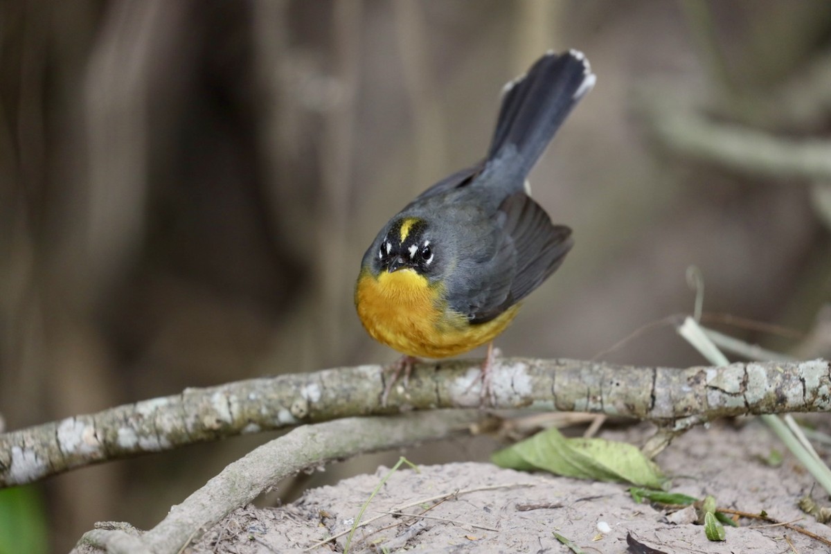 Fan-tailed Warbler - ML629872481