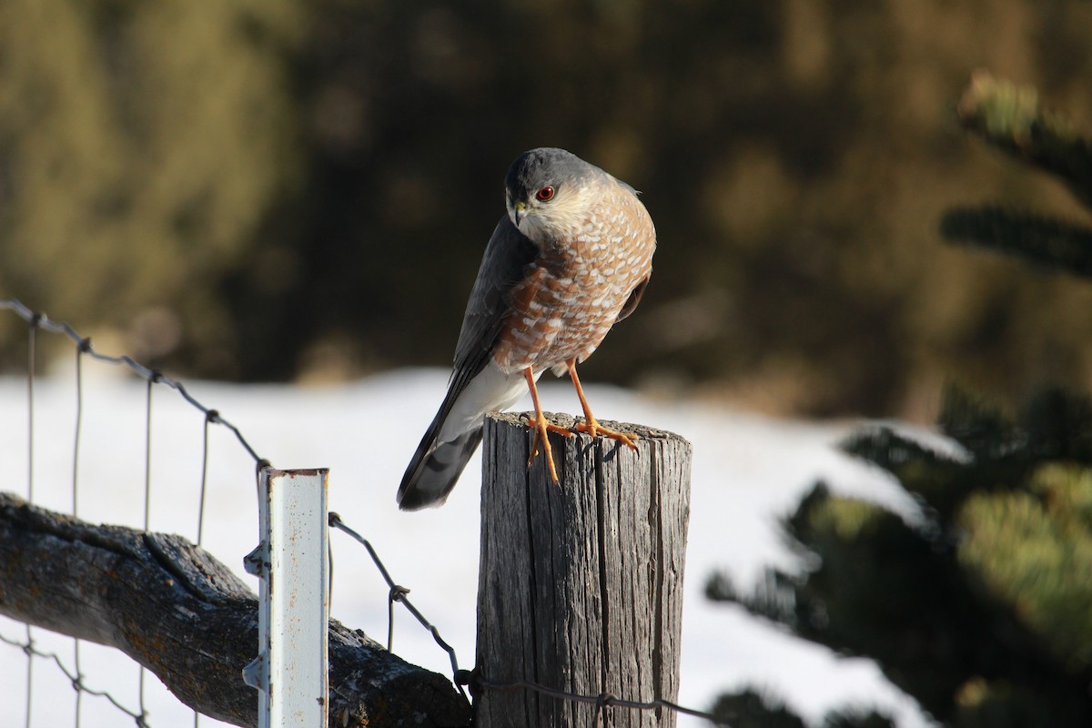 Épervier brun - ML629872502