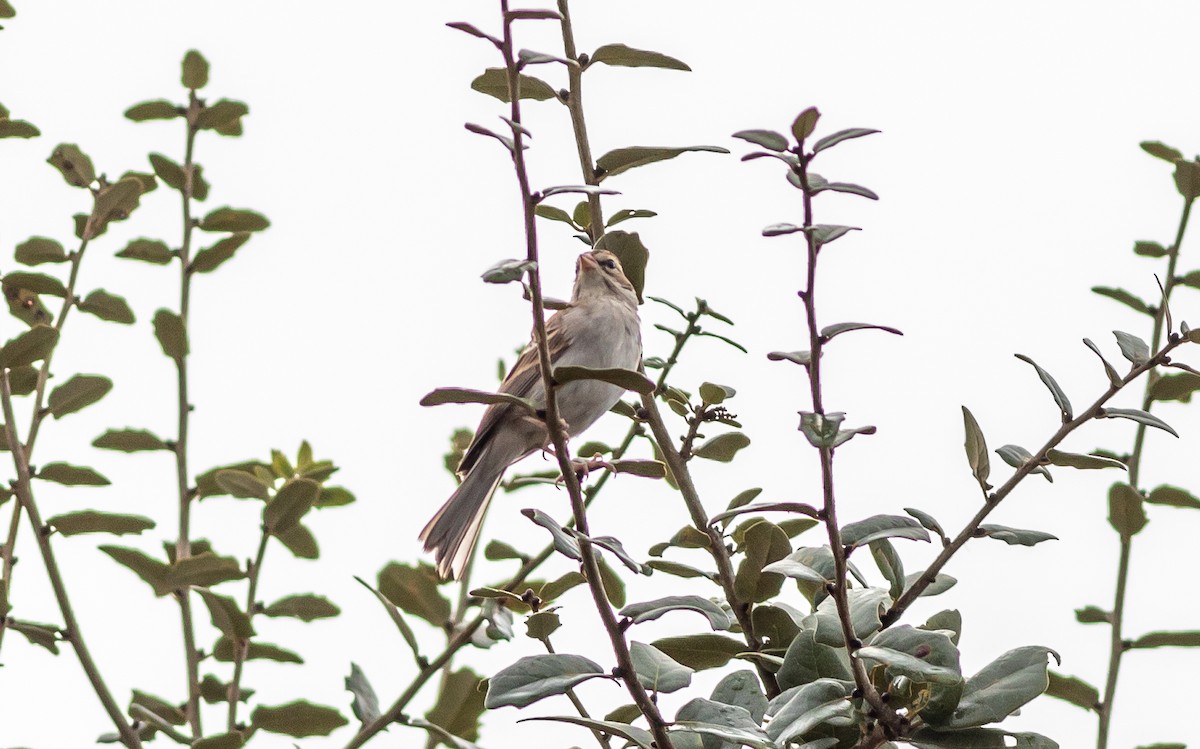 Chipping Sparrow - ML629872524