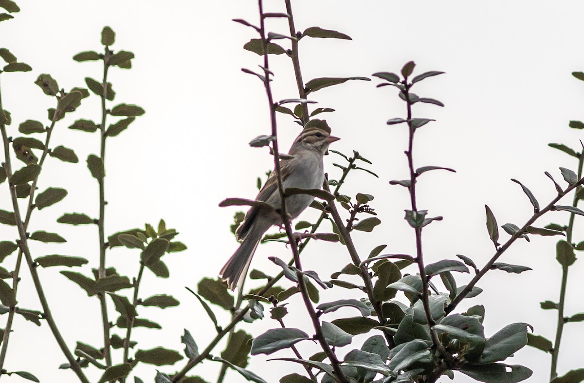 Chipping Sparrow - ML629872525