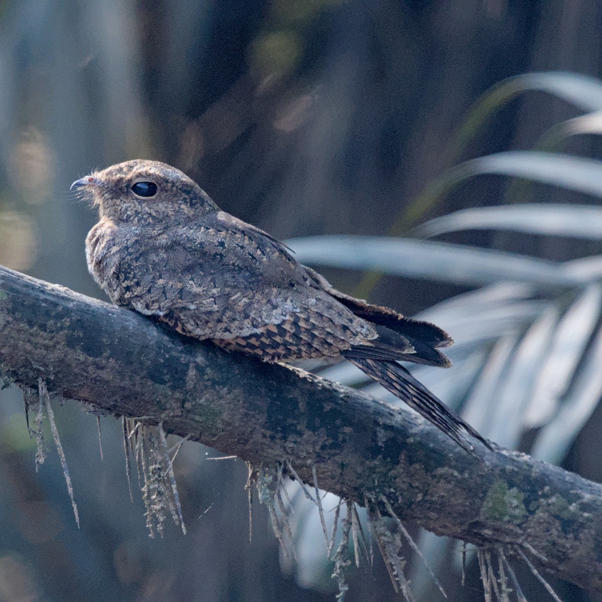 Ladder-tailed Nightjar - ML629872600