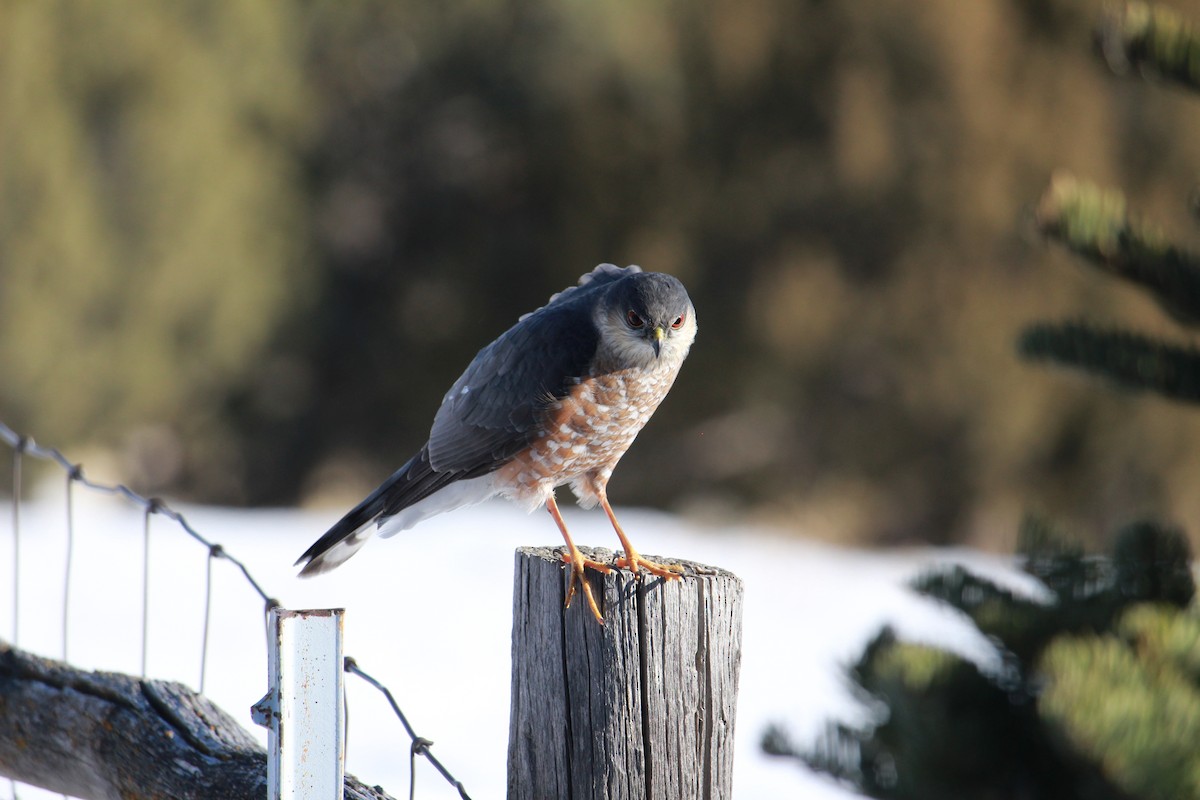 Épervier brun - ML629872604