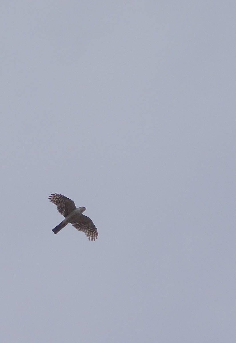 Sharp-shinned Hawk (White-breasted) - ML62987261