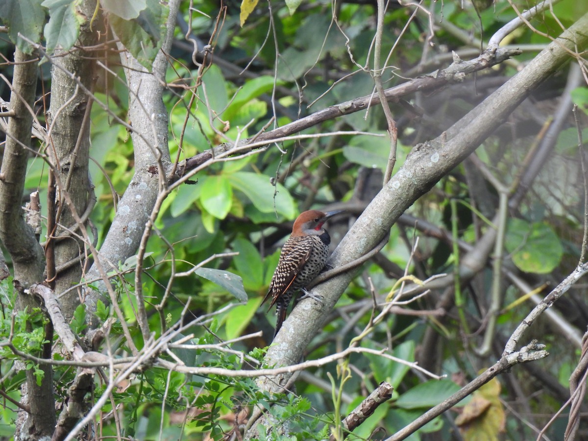 Guatemalan Flicker - ML629872906