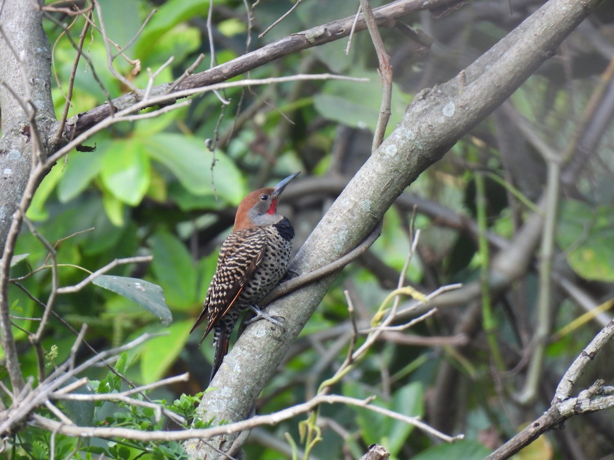 Guatemalan Flicker - ML629872907