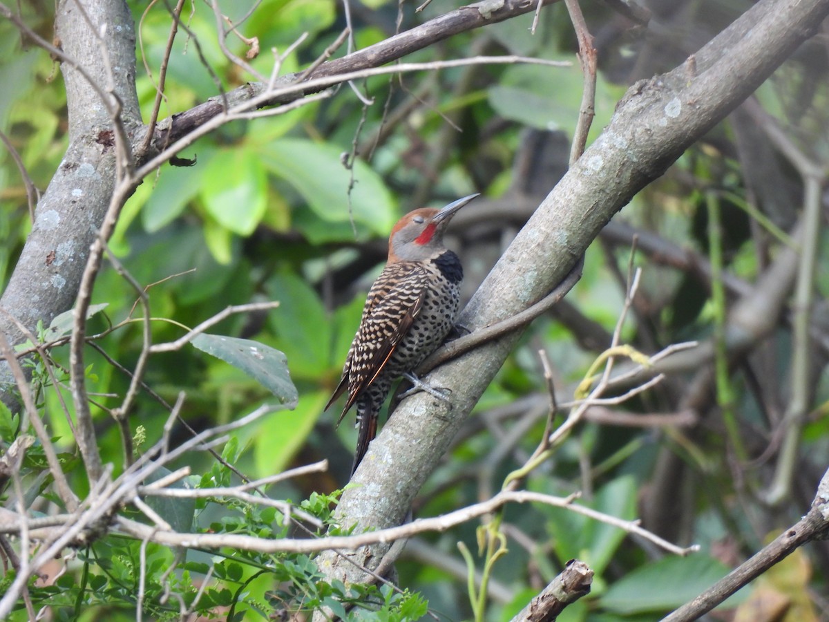 Guatemalan Flicker - ML629872908