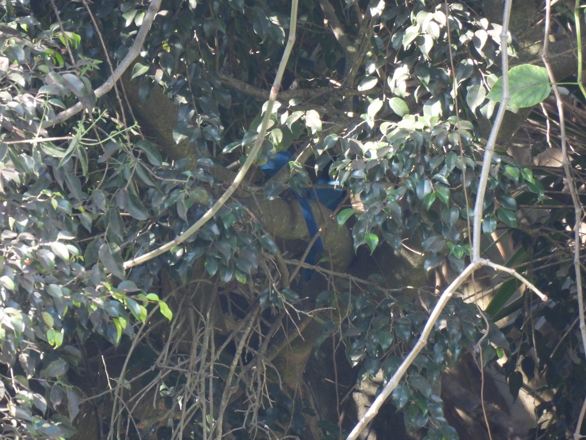 Bushy-crested Jay - ML629872976