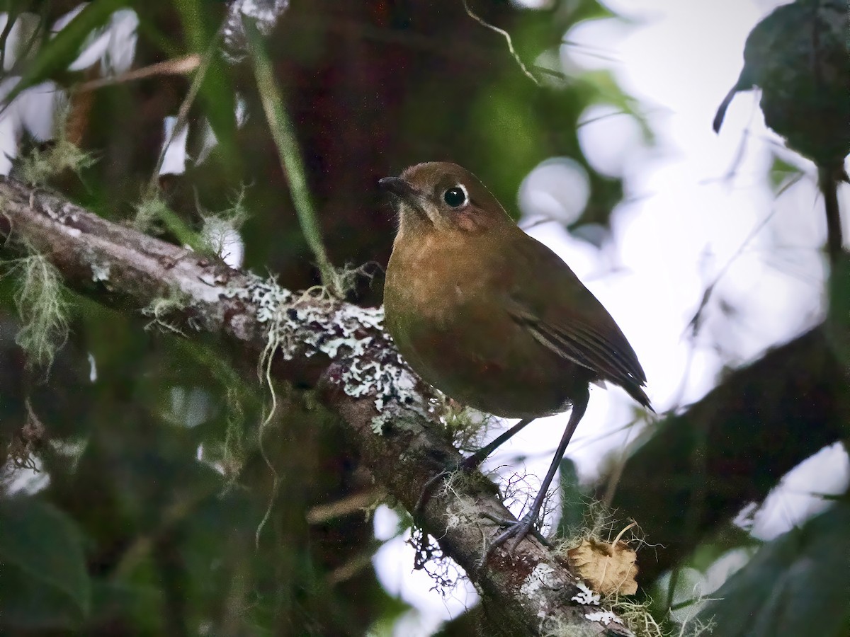 Sierra Nevada Antpitta - ML629873440