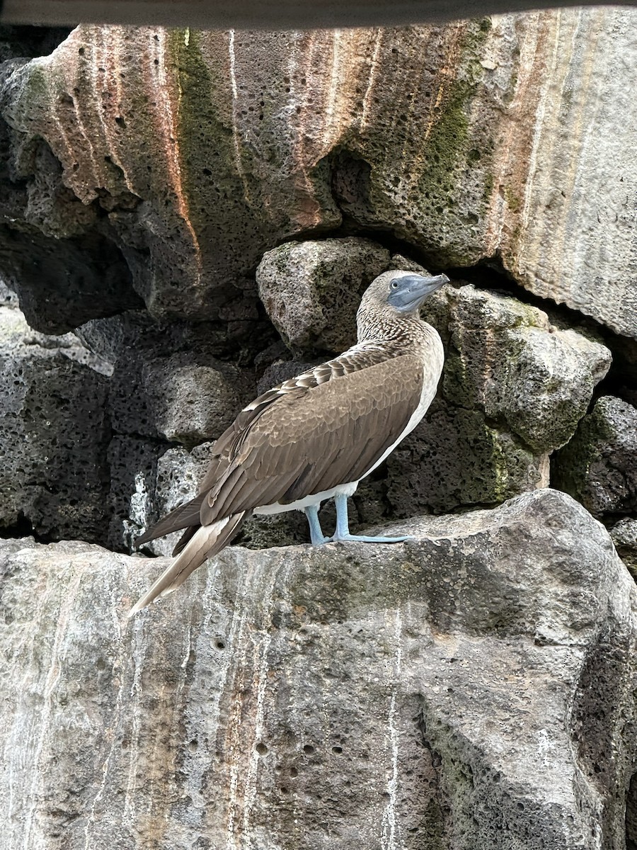 Blue-footed Booby - ML629873450