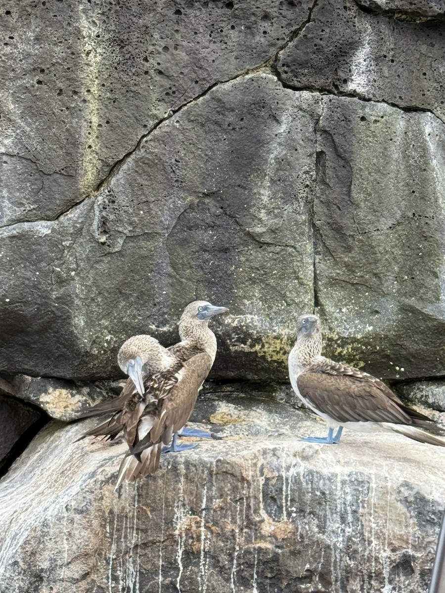 Blue-footed Booby - ML629873451