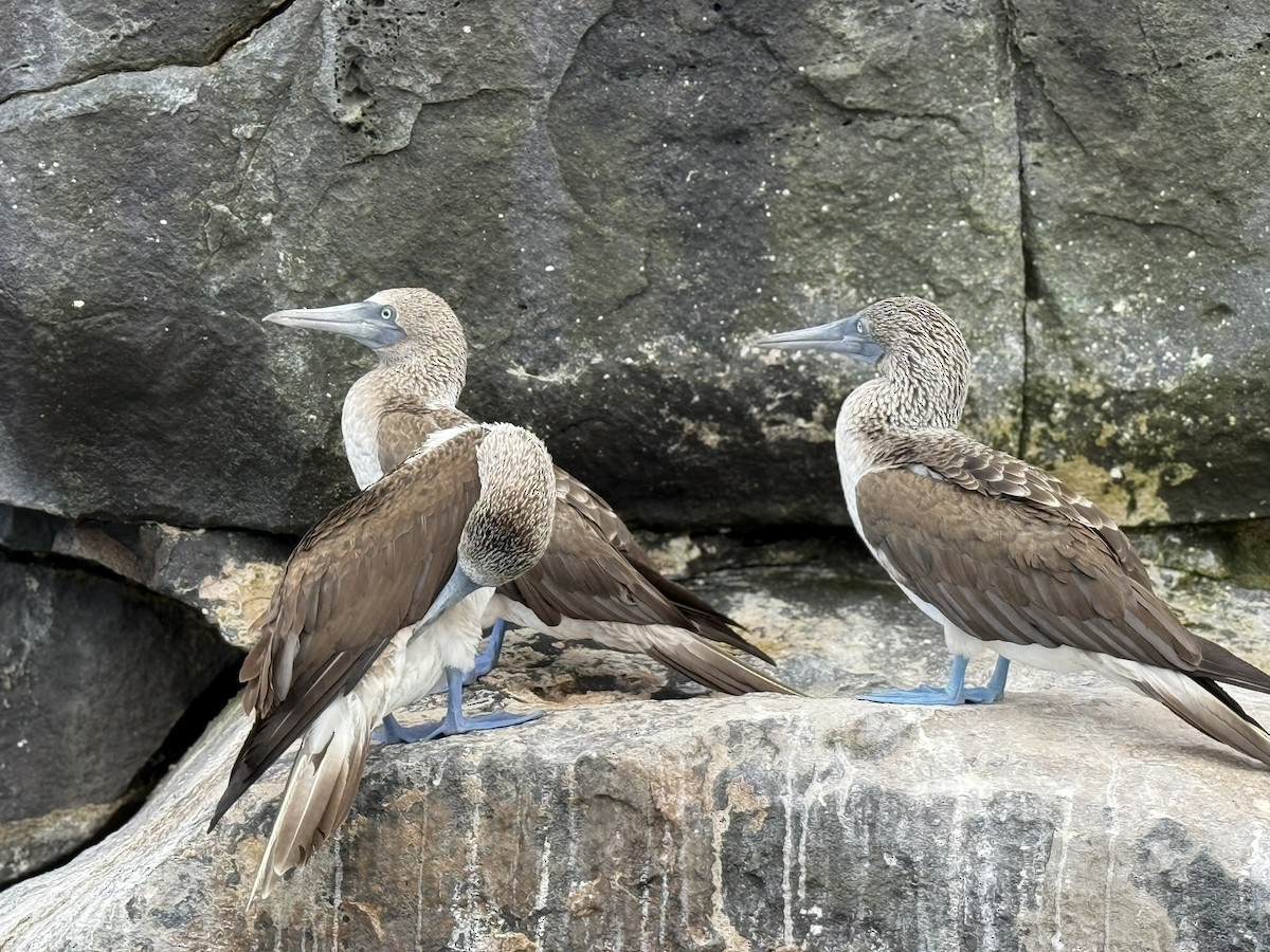 Blue-footed Booby - ML629873452