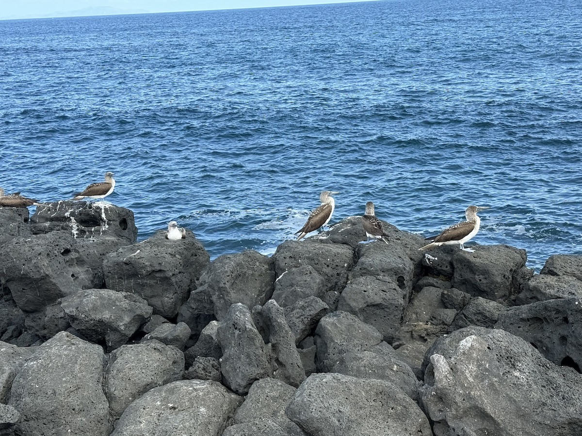 Blue-footed Booby - ML629873453
