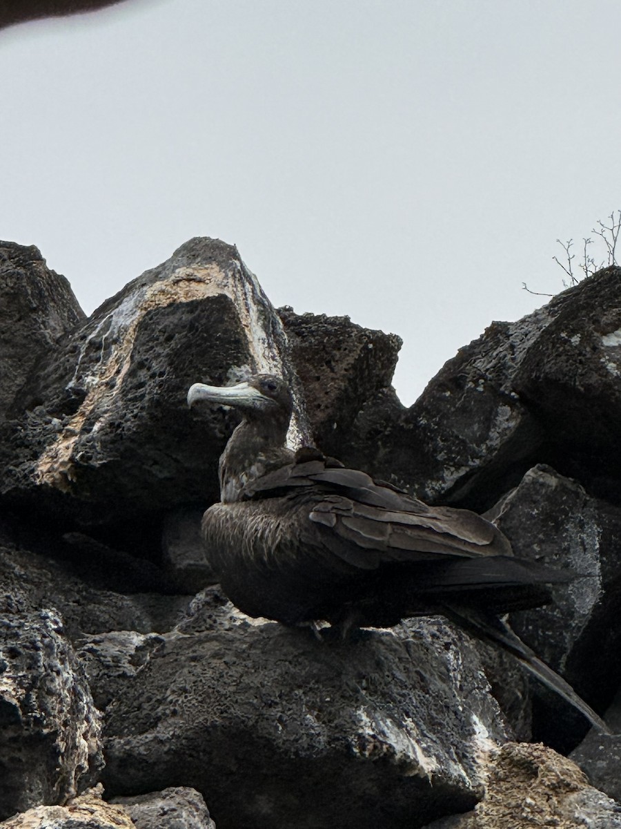 Great Frigatebird - ML629873463