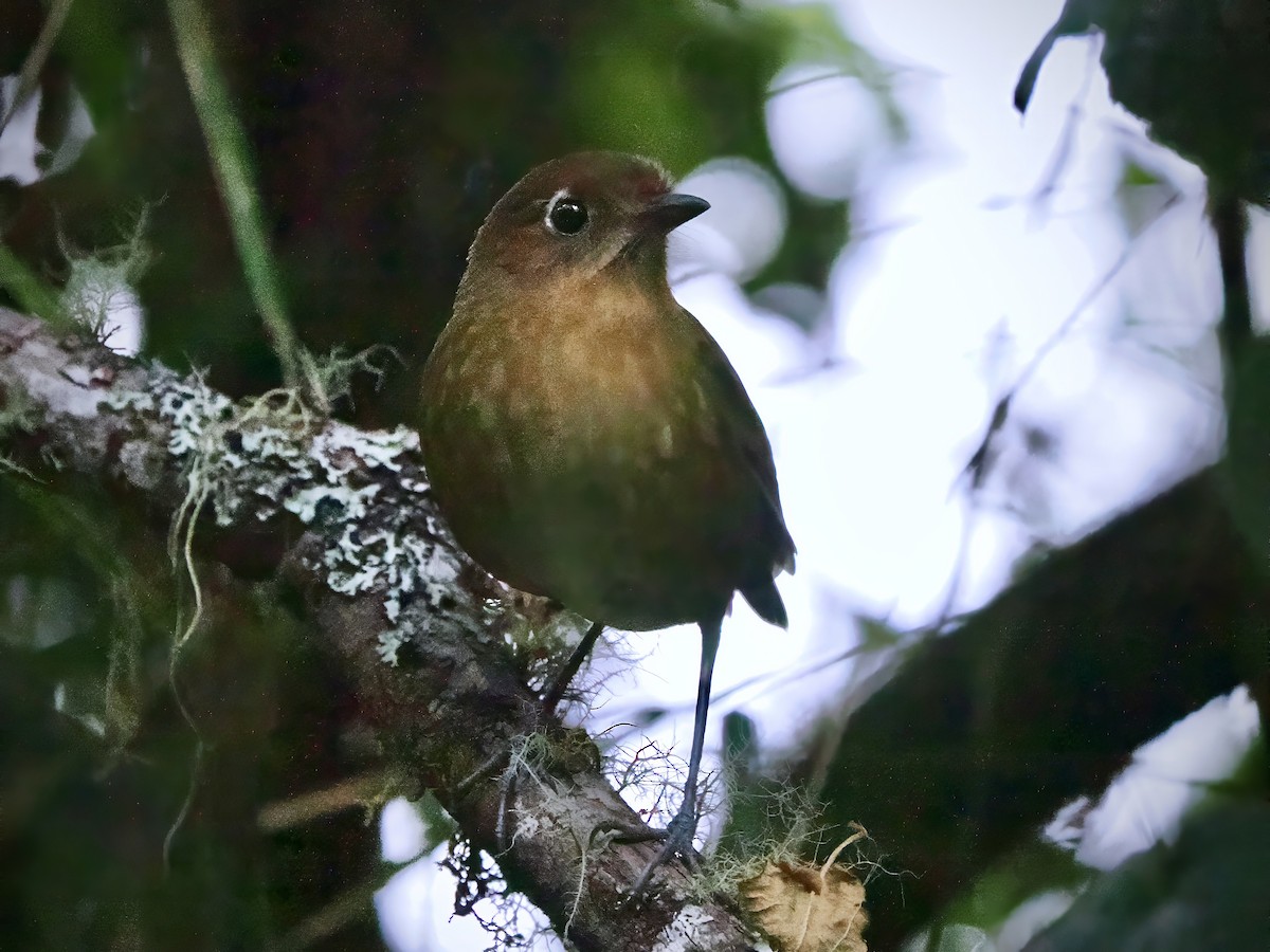 Sierra Nevada Antpitta - ML629873584