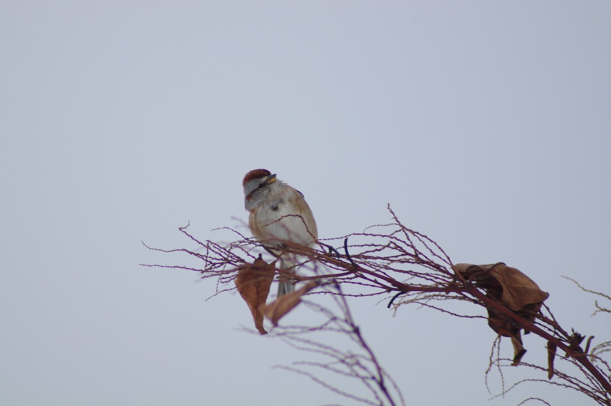 American Tree Sparrow - ML629873751