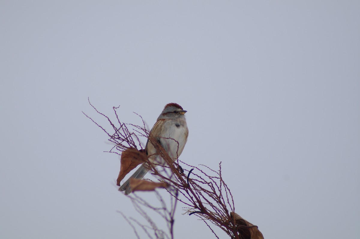 American Tree Sparrow - ML629873752