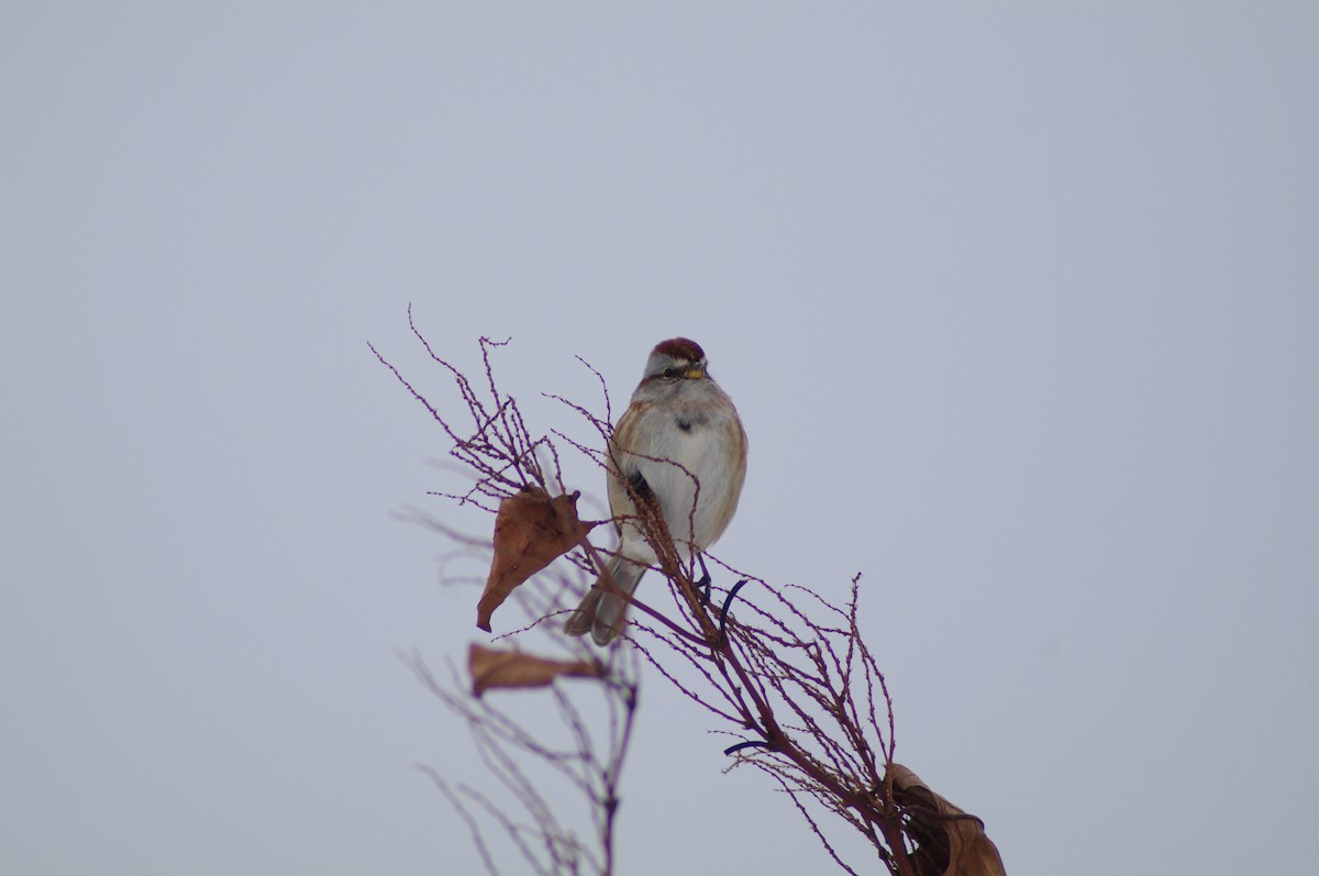 American Tree Sparrow - ML629873753