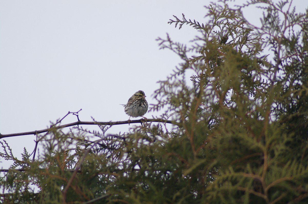 Savannah Sparrow - ML629873775