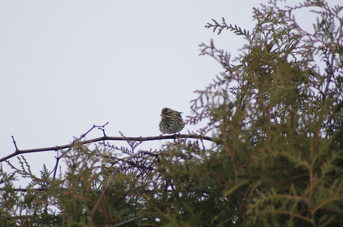 Savannah Sparrow - ML629873776
