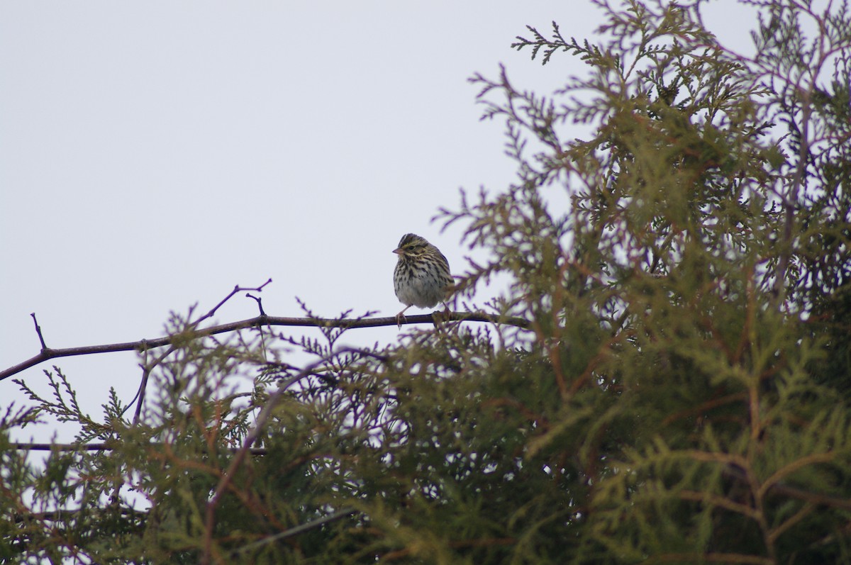 Savannah Sparrow - ML629873777