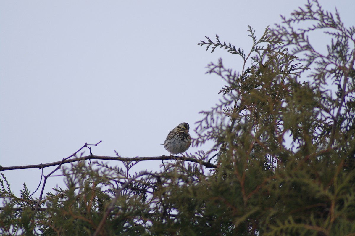 Savannah Sparrow - ML629873778