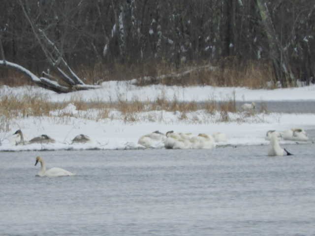 eBird Checklist - 29 Jan 2025 - Lanark -- Water Access Watsons Corners ...