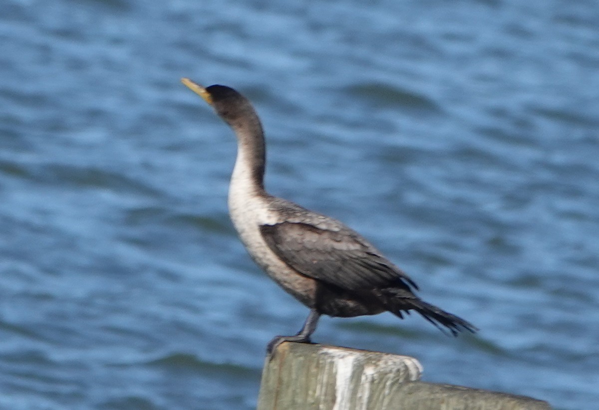 Double-crested Cormorant - ML629874115