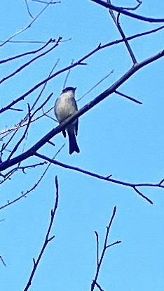 Eastern Phoebe - ML629874128