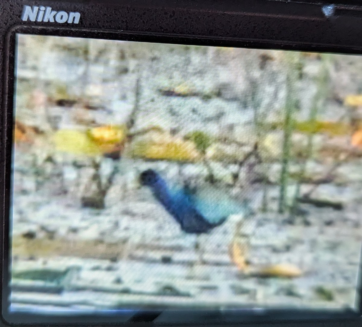 Purple Gallinule - ML629874325