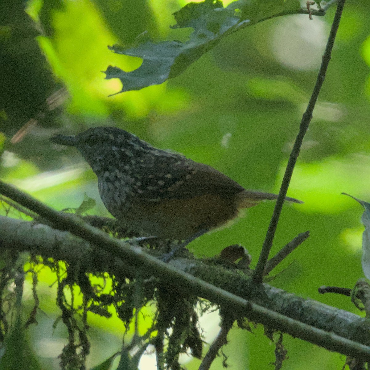 Peruvian Warbling-Antbird - ML629874414