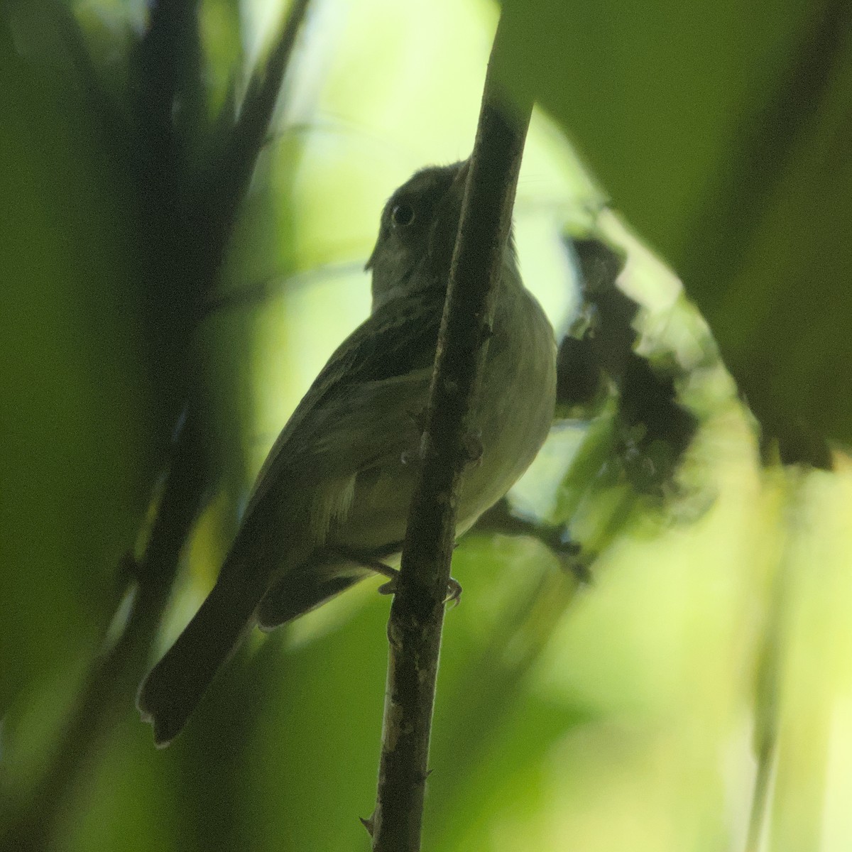 Double-banded Pygmy-Tyrant - ML629874420