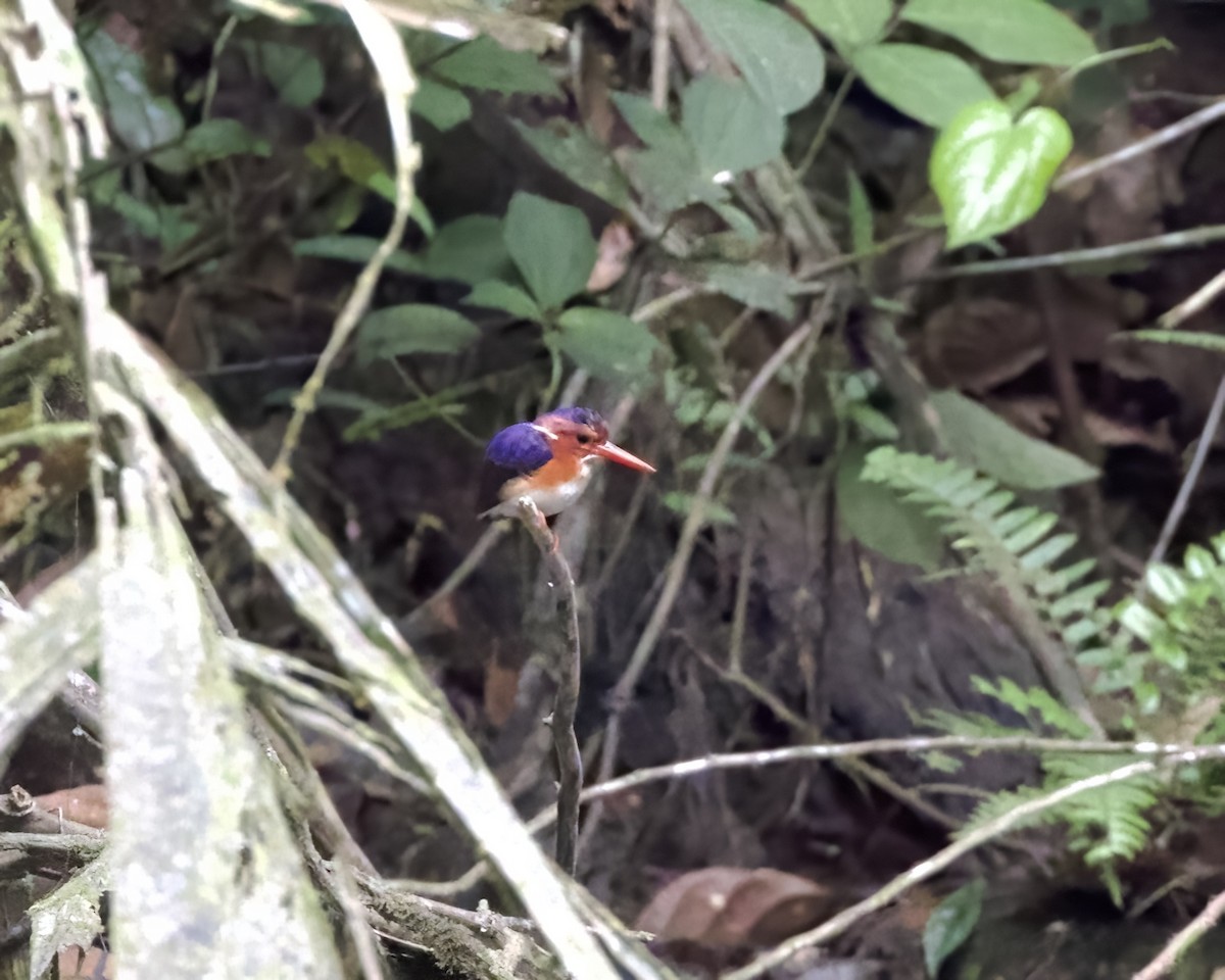 White-bellied Kingfisher - ML629874497