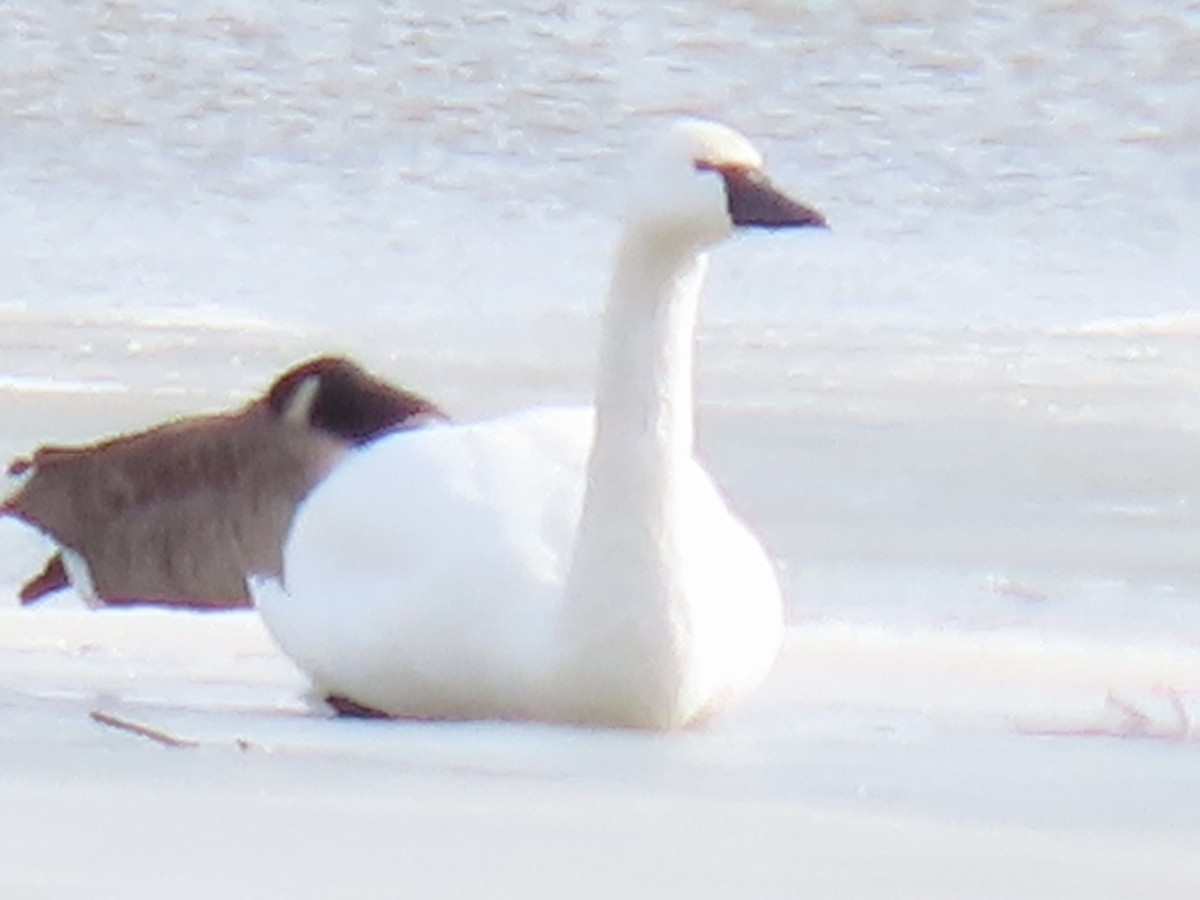 Cygne siffleur - ML629874727
