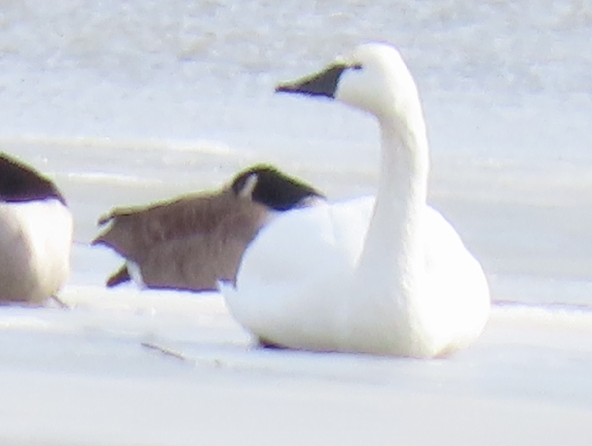 Cygne siffleur - ML629874728