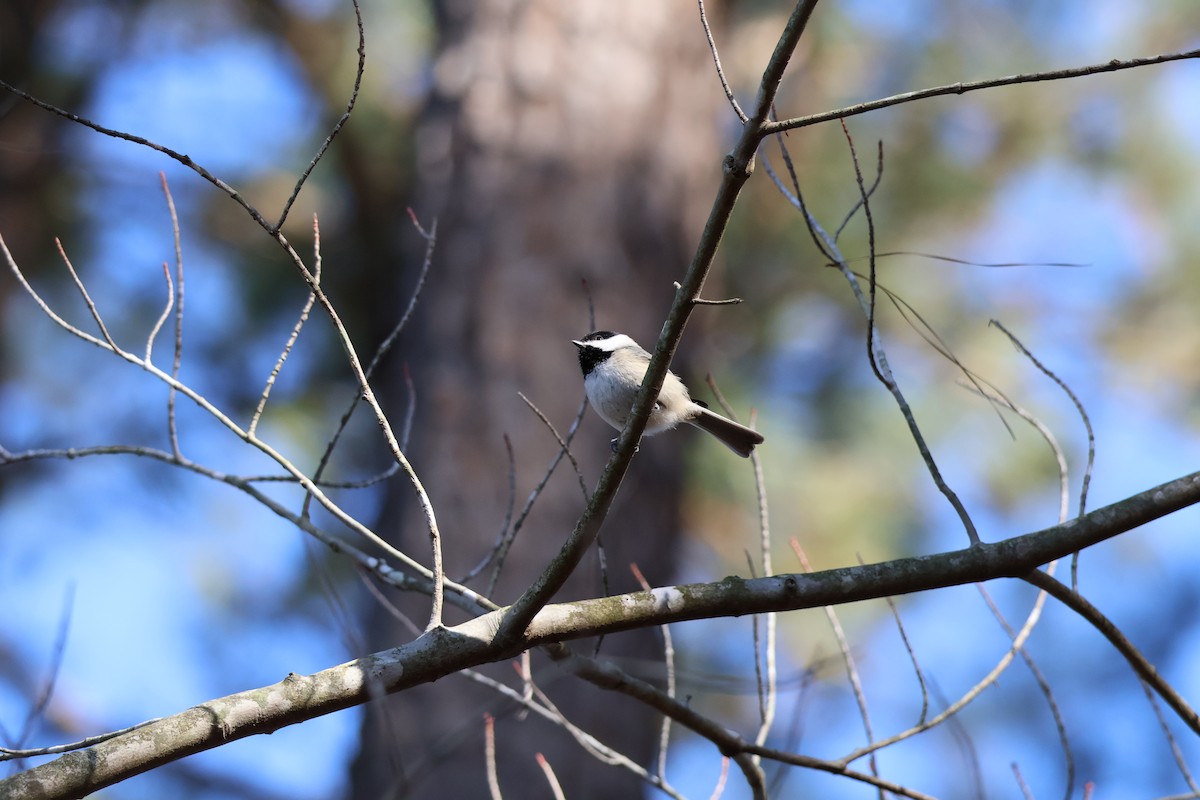 Carolina Chickadee - ML629874781