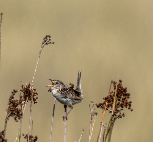 Grass Wren (Pampas) - ML629874790
