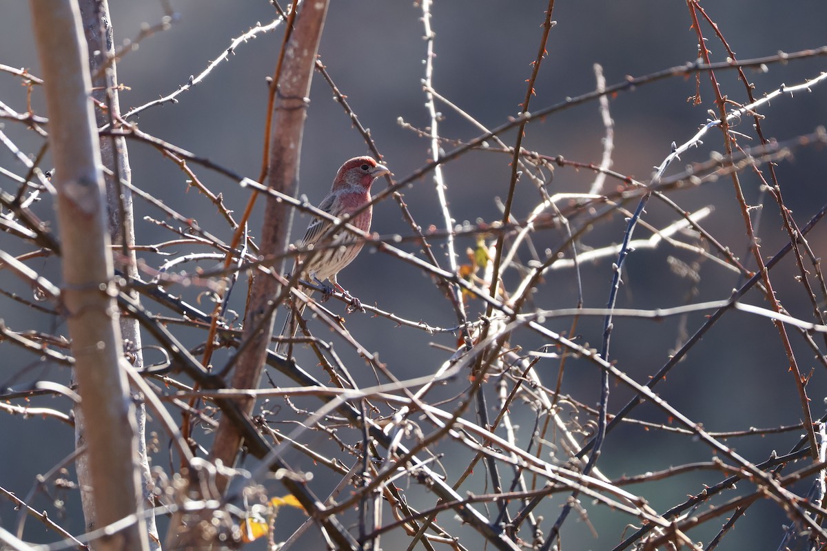 House Finch - ML629874793