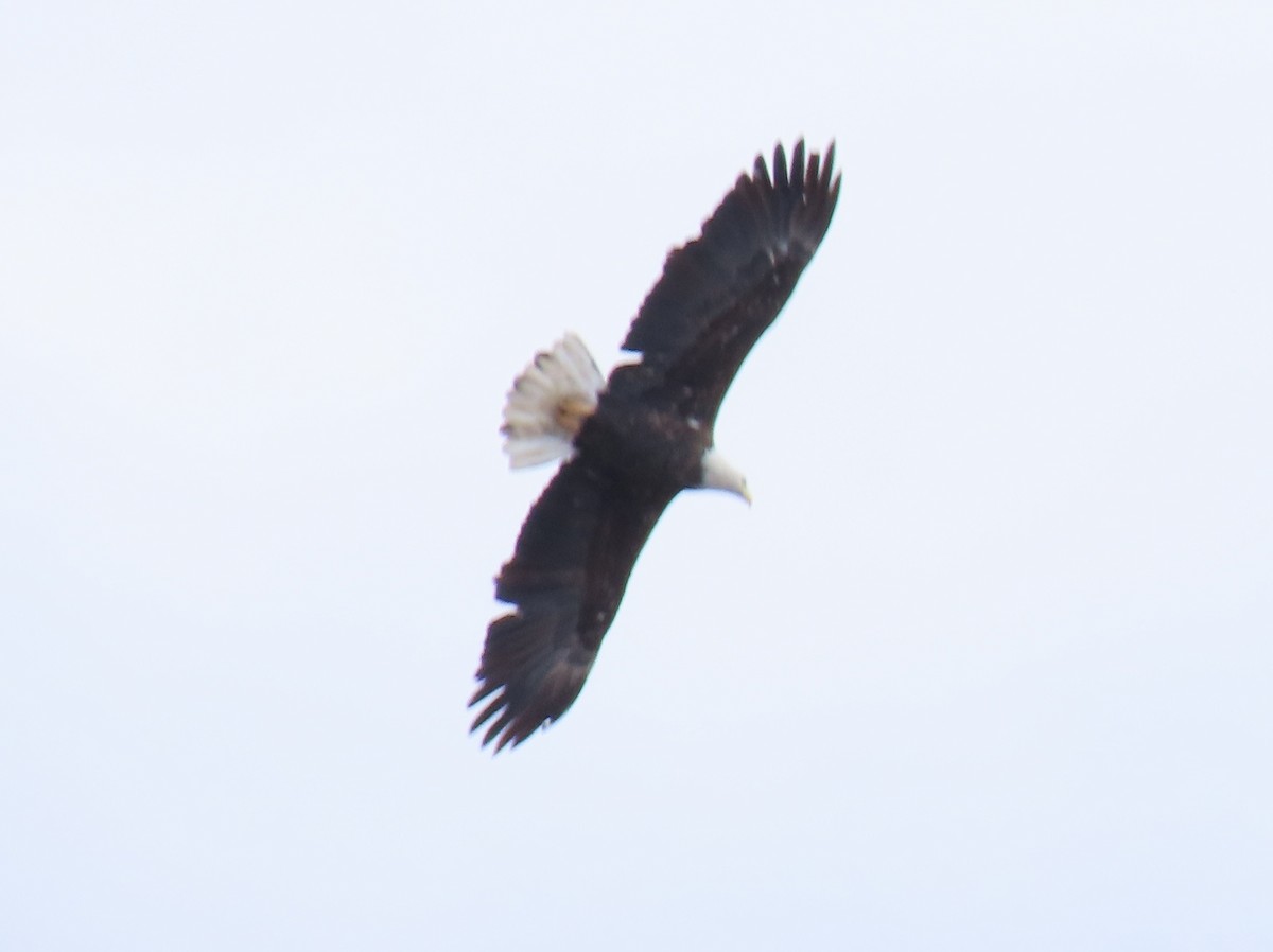 Pygargue à tête blanche - ML629874803