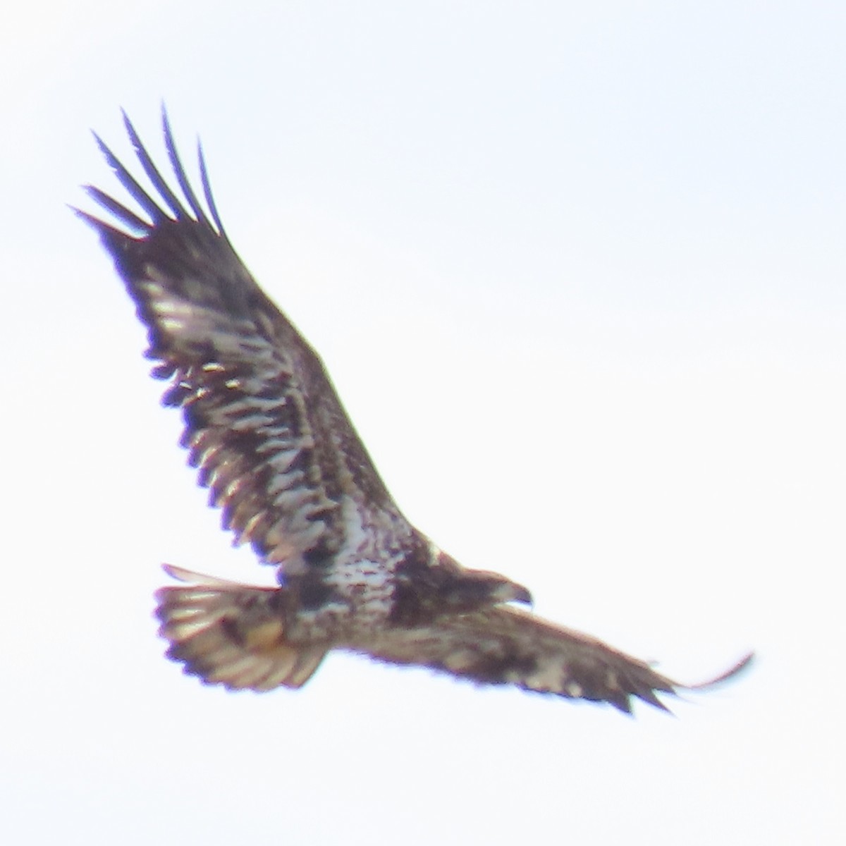 Pygargue à tête blanche - ML629874804