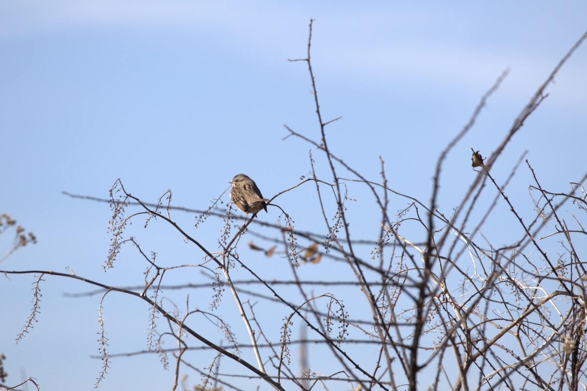 Song Sparrow - ML629874935