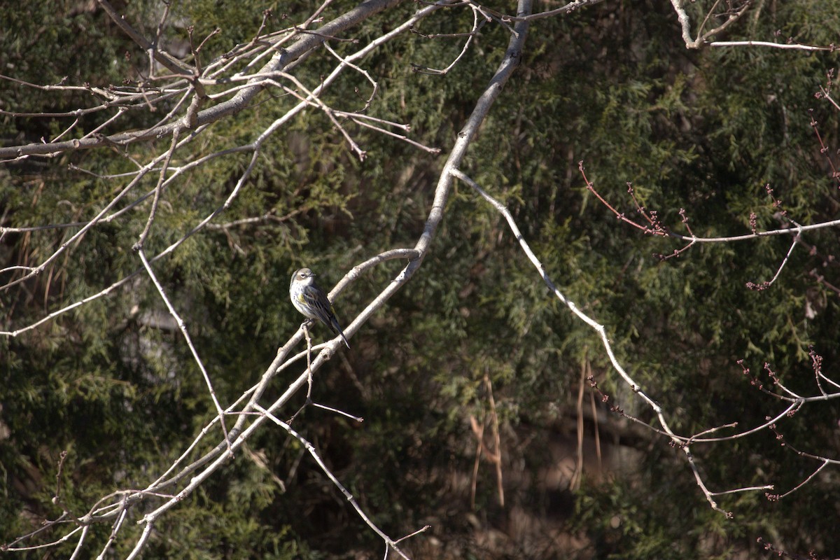 Yellow-rumped Warbler (Myrtle) - ML629874974