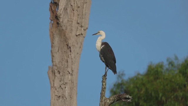 Pacific Heron - ML629875117