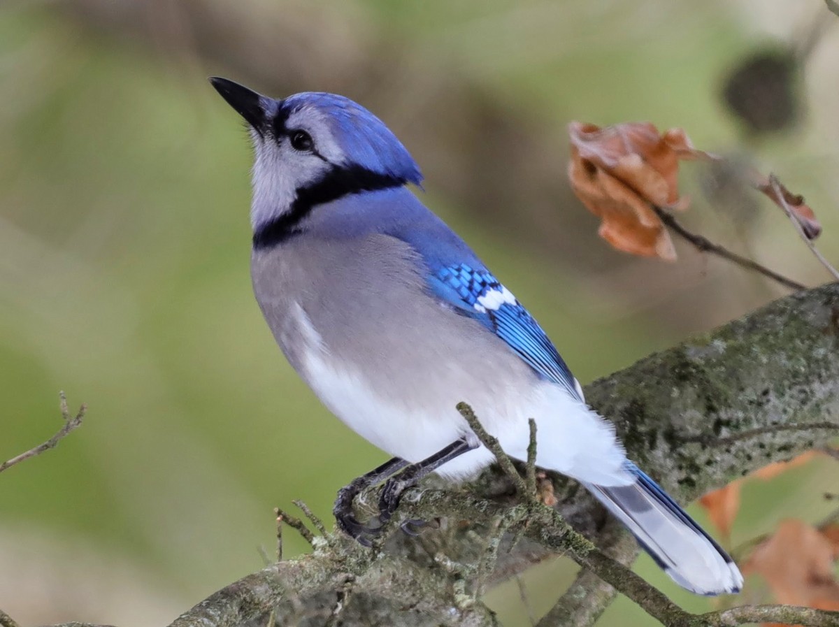 Blue Jay - ML629875126