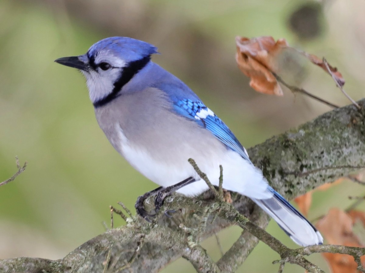Blue Jay - ML629875127