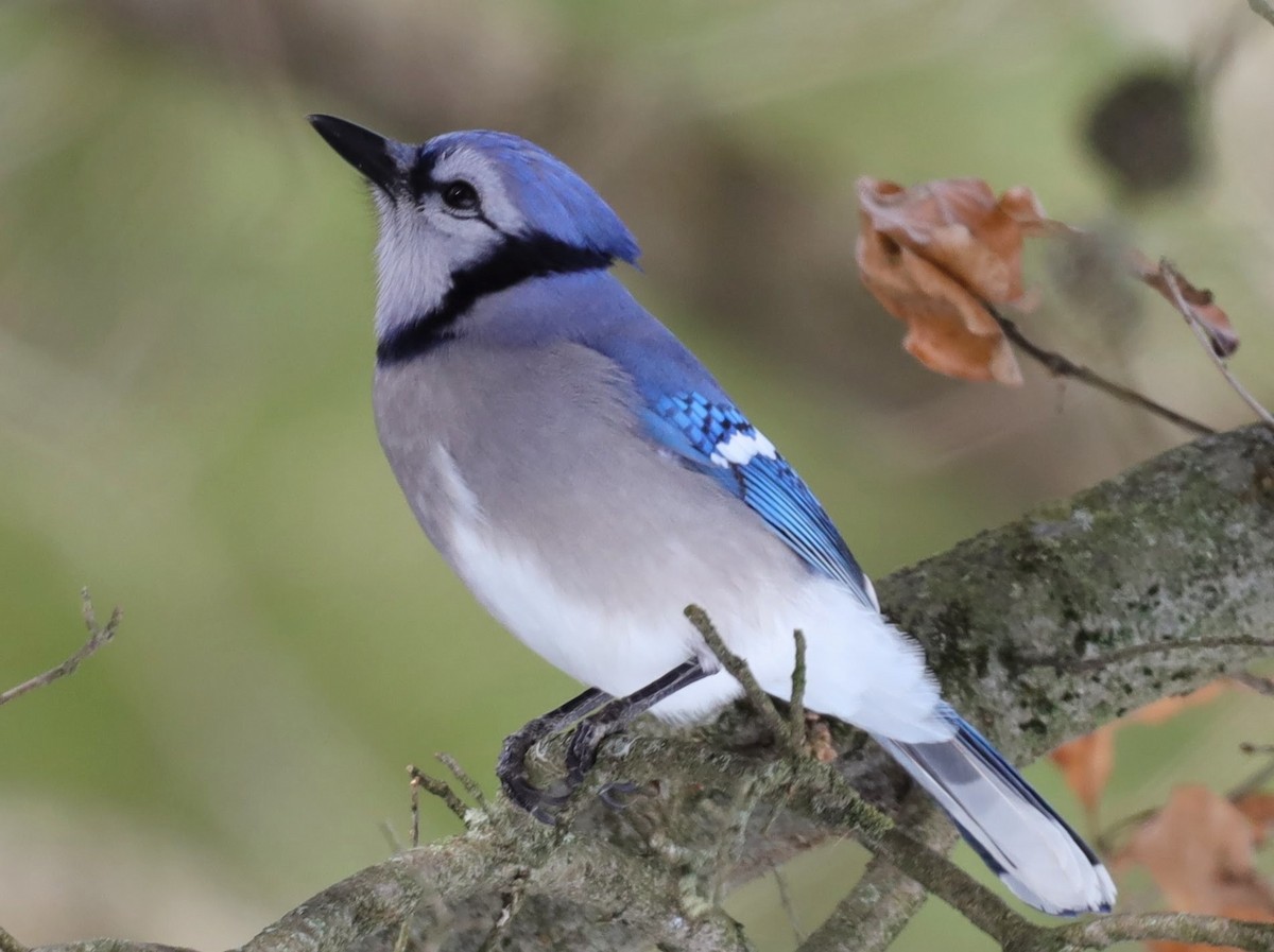Blue Jay - ML629875128